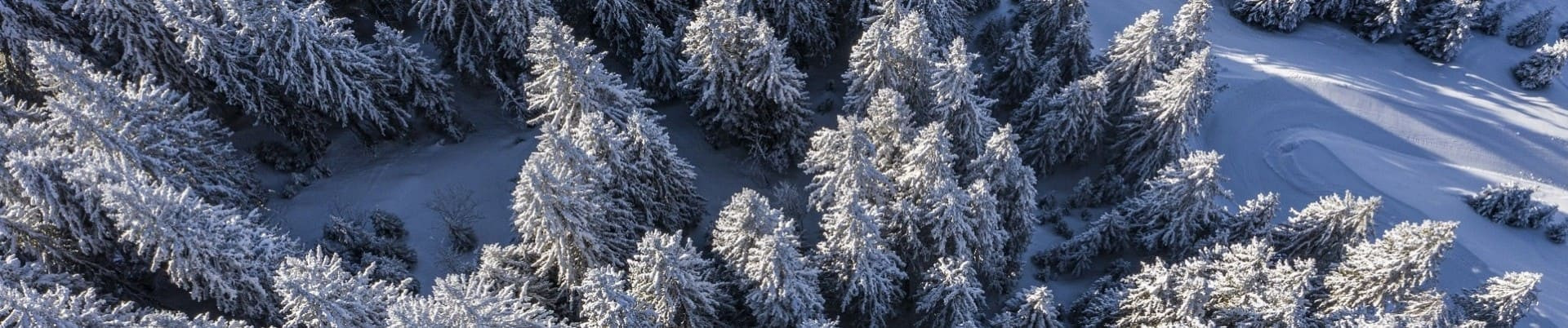 Paysages et sapins sous la neige à Châtel