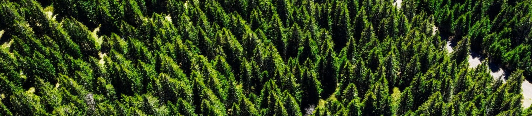 Châtel, destination de rêve entre forêts et montagnes