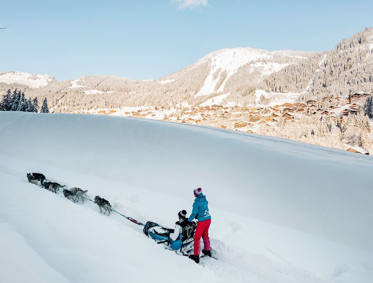 v2-chatel-l-meyer-chien-de-traineau-20230119-21-8172942
